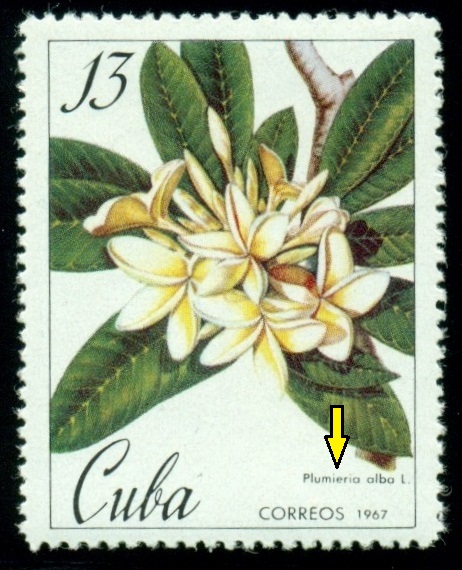 KUBA. chybný pravopis.  správný název je Plumeria alba