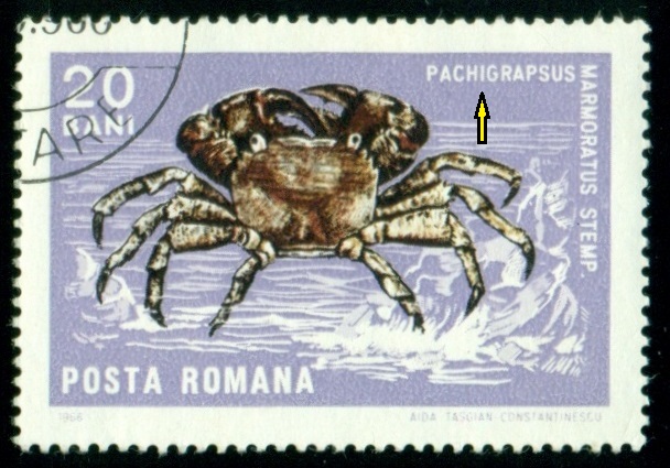 RUMUNSKO. pravopisná chyba v názvu. správně je 'Pachygrapsus marmoratus'