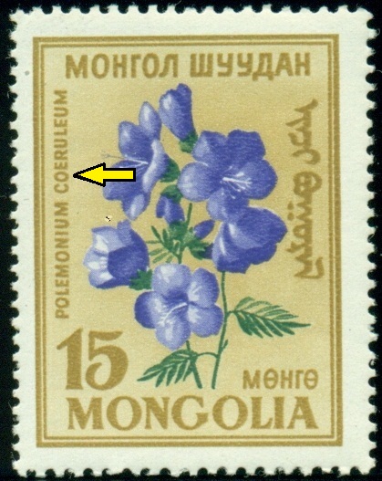 MONGOLSKO. chybný název. správně má být Polemonium caeruleum