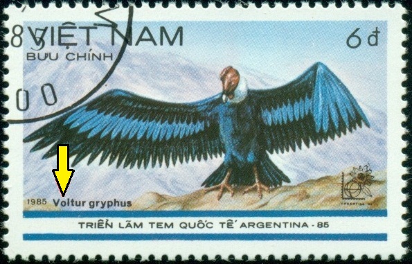 VIETNAM. správný název je Vultur gryphus