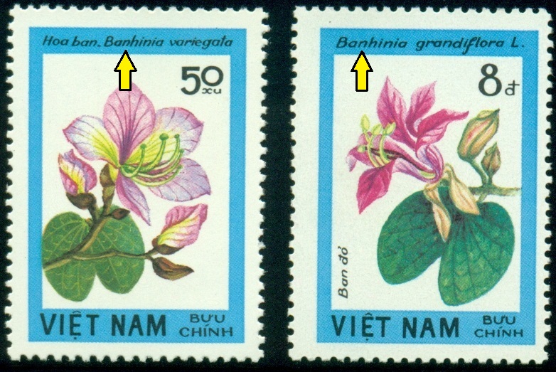 VIETNAM. správně se píše Bauhinia