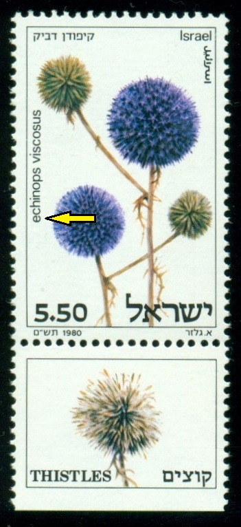 ISRAEL. bělotrn kulatohlavý se píše Echinops viscosus s velkým 'E'