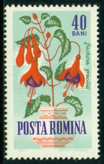 RUMUNSKO. správně má být  Fuchsia s velkým 'F'