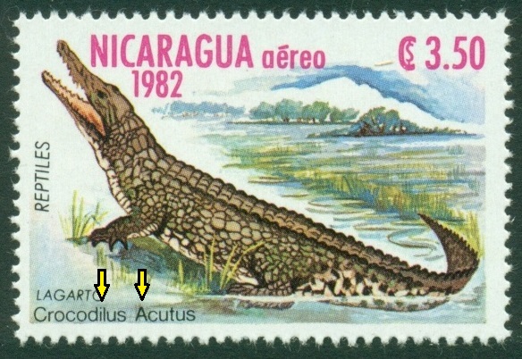 NIKARAGUA. správně má být 'Crocodylus acutus'