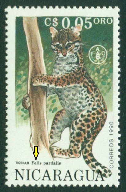 NIKARAGUA. ocelot velký má být správně Leopardus pardalis