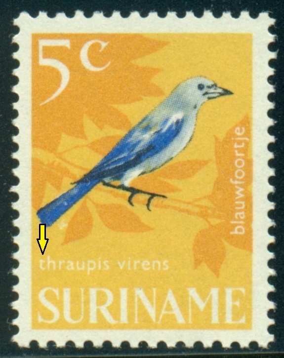 SURINAM. 5c. latinský název má začínat velkým písmenem - Thraupis virens
