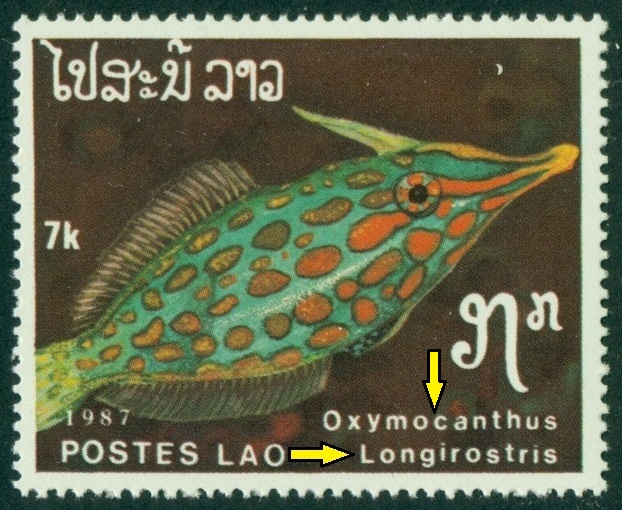 LAOS. správně má být Oxymonacanthus longirostris