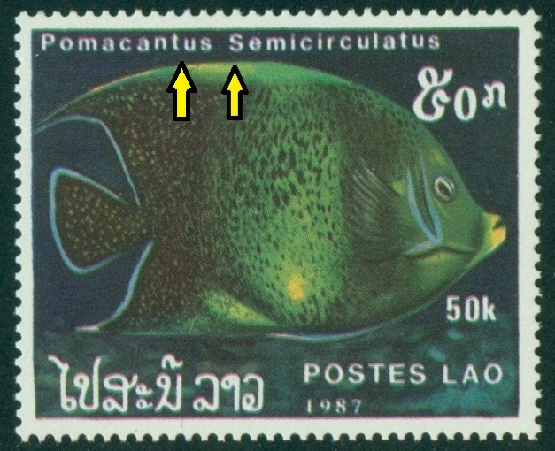 LAOS. správně má být Pomacanthus semicirculatus