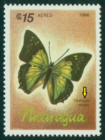 NIKARAGUA. správně má být 'Charaxes nitebis'