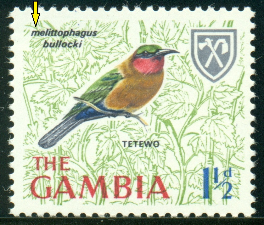 GAMBIE. Melittophagus bullocki. latinský název musí začínat velkým písmenem.