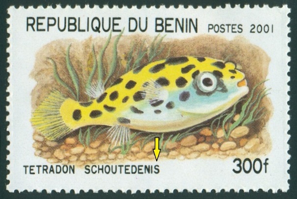 BENIN. čtverzubec  Schoutedenův má být Tetradon schoutedeni