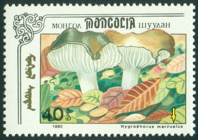 MONGOLSKO. šťavnatka březnovka  je Hygrophorus marzuolus