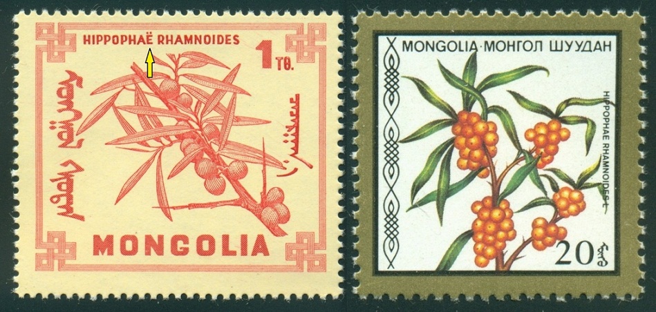 MONGOLSKO. rakytník řešetlákový je správně vpravo -Hippophae rhamnoides