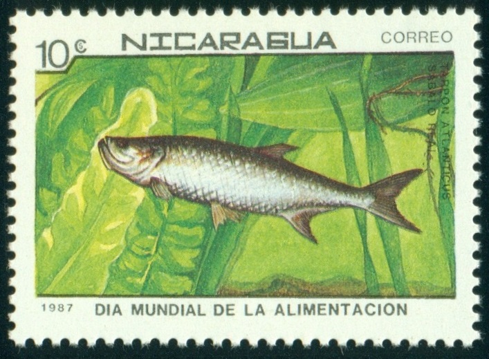 NIKARAGUA. tarpon atlantský má být Megalops atlanticus