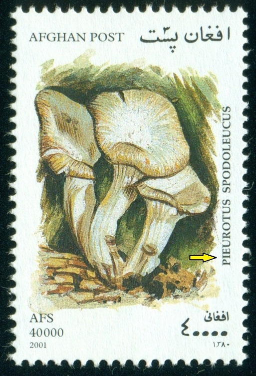 AFGÁNISTÁN. správně má být Pleurotus spodoleucus