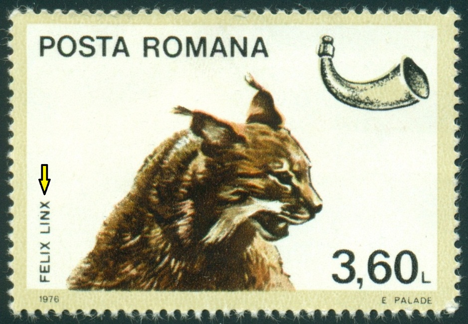 RUMUNSKO. rys ostrovid je správně Lynx lynx