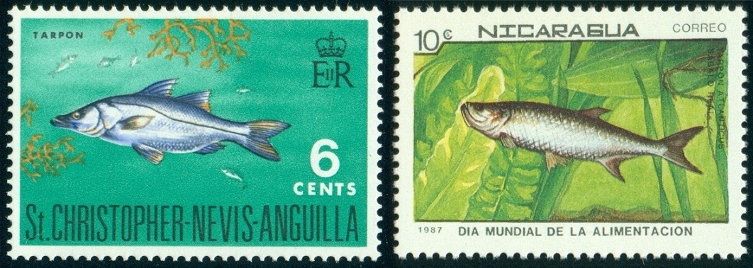 ST.CHRISTOPHER-NEVIS-ANGUILLA. nesouhlasí popis s obrázkem