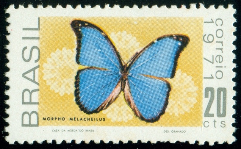 BRAZÍLIE. chybný název motýla. správně má být Morpho menelaus