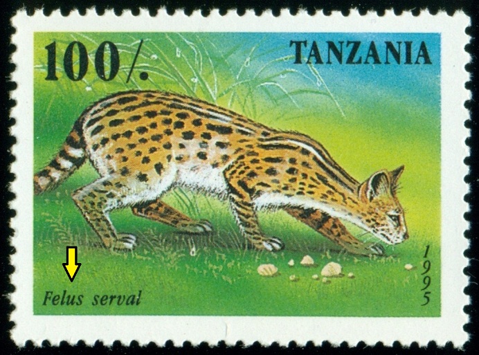 TANZÁNIE. serval má být správně Leptailurus serval