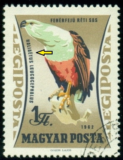 MAĎARSKO. orel bělohlavý má být správně Haliaeetus leucocephalus