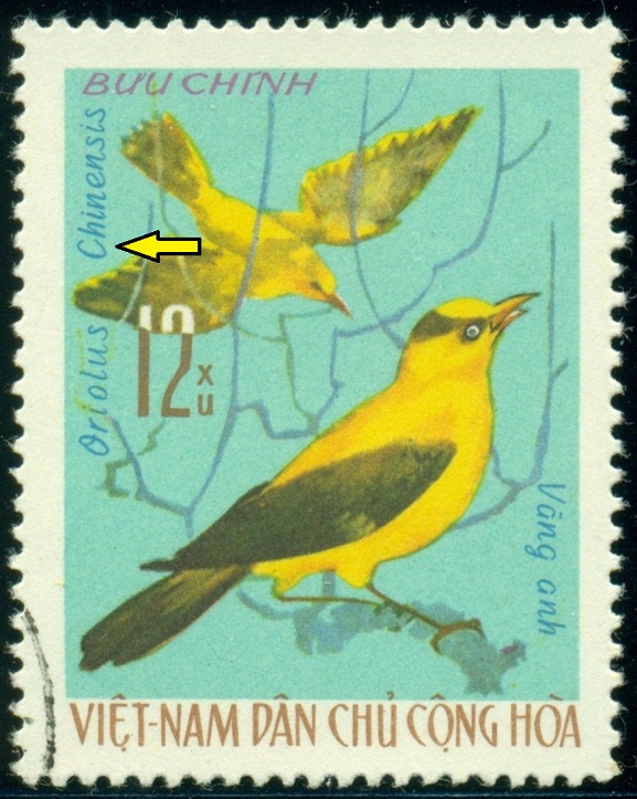 VIETNAM. žluva černošíjná se píše Oriolus chinensis s malým 'ch'