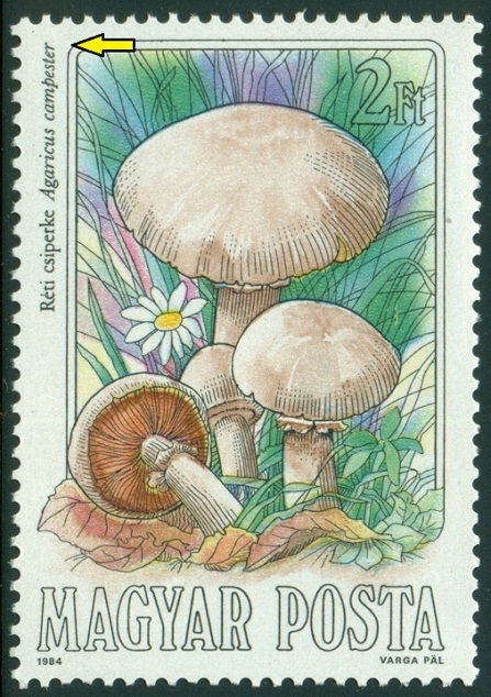 MAĎARSKO. pečárka polní je správně  Agaricus campestris