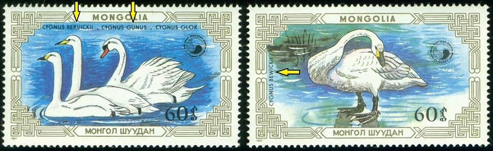 MONGOLSKO. chybné názvy. labuť malá je Cygnus bewickii a labuť zpěvná je Cygnus cygnus