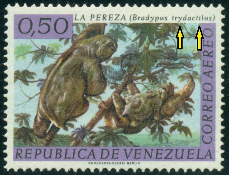 VENEZUELA. prohozená písmena. lenochod tříprstý  je správně Bradypus tridactylus.