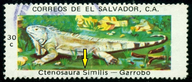 SALVADOR. leguán černý má být správně Ctenosaura similis s malým 's'