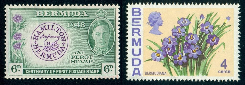 BERMUDY. Sisyrinchium bermudiana má ve skutečnosti 6 okvětních lístků (6)