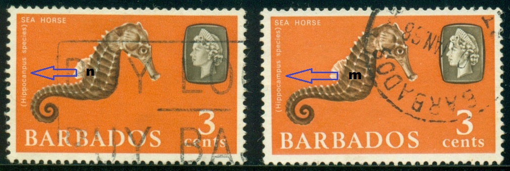 BARBADOS. chybný pravopis. mořský koník je správně Hippocampus