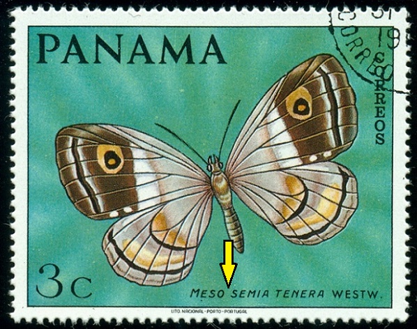PANAMA. správně má být Mesosemia tenera