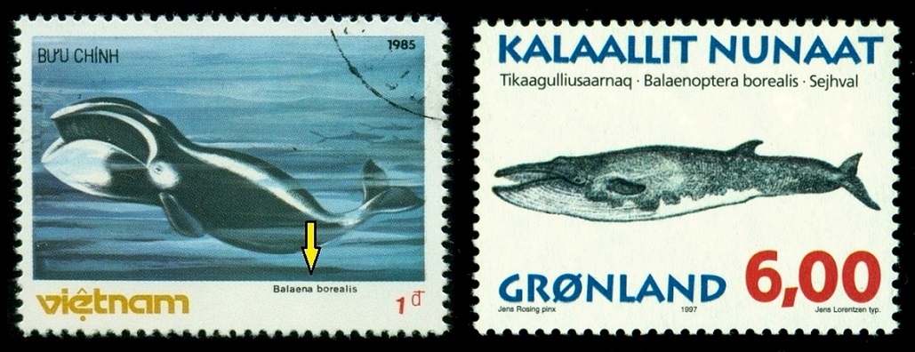 VIETNAM. chybný název. Plejtvák sejval má správný název Balaenoptera borealis na známce Grónska