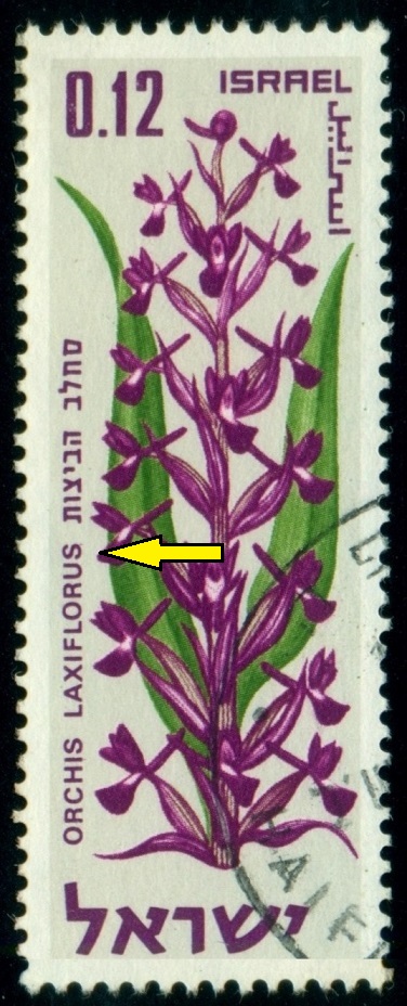 ISRAEL. vstavač bahenní  má být správně Orchis laxiflora