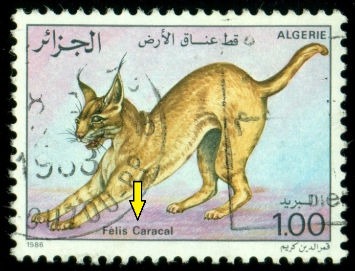 ALŽÍRSKO. karakal je Caracal caracal dříve Felis caracal. mělo být malé c