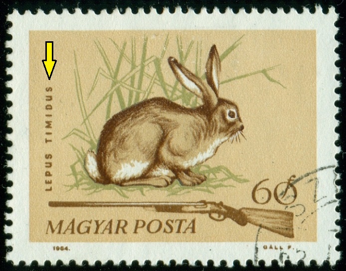 MAĎARSKO. chybný popis jako Lepus timidus - zajíc bělák, je to Lepus europaeus - zajíc polní