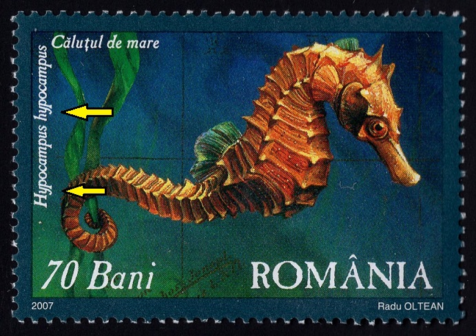 RUMUNSKO. správně má být Hippocampus hippocampus