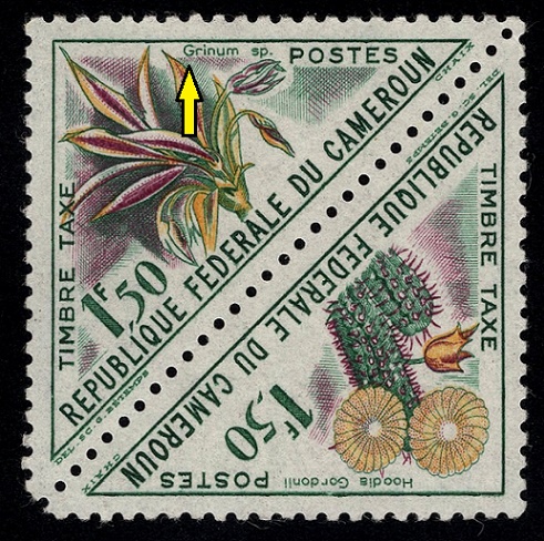 KAMERUN. chybný název. má být Crinum