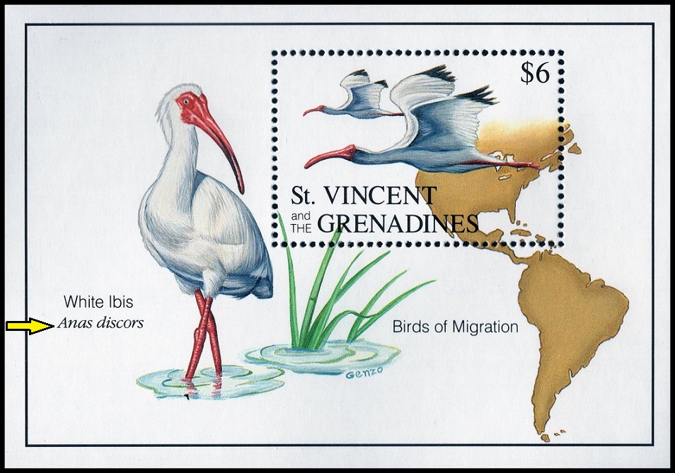 ST.VINCENT A GRENADINY. chybně latinský název Ibis bílý je správně Eudocimus albus