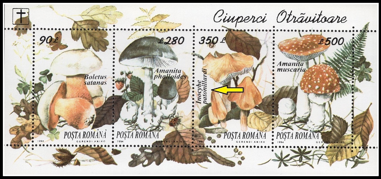 RUMUNSKO. Vláknice začervenalá má být Inocybe patouillardii