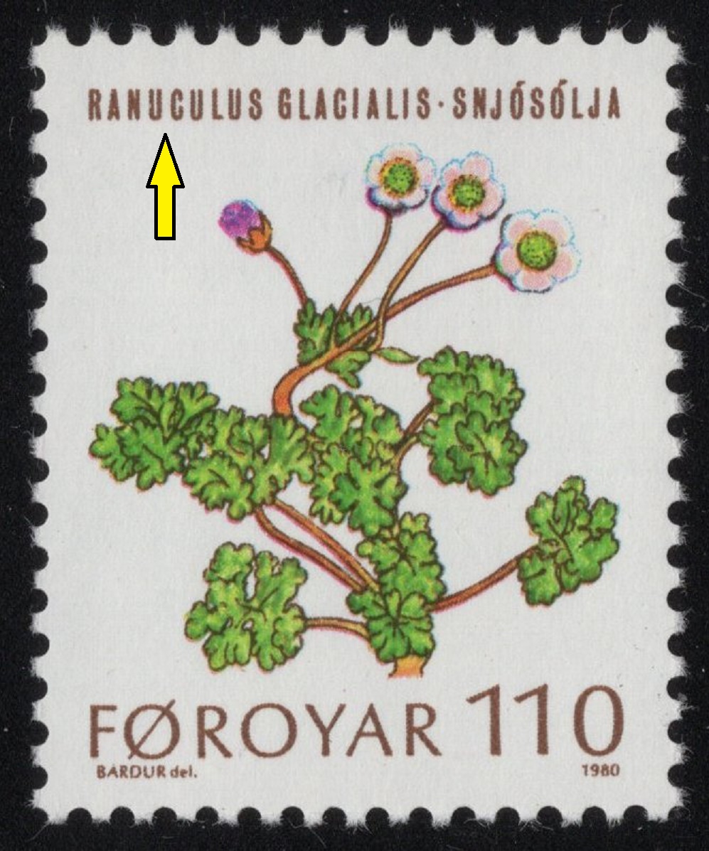 FAERSKÉ OSTROVY. Pryskyřník ledovcový - Ranunculus glacialis -chybí písmeno N