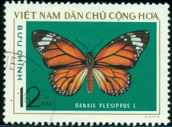 VIETNAM. správný název je Danaus chrysippus