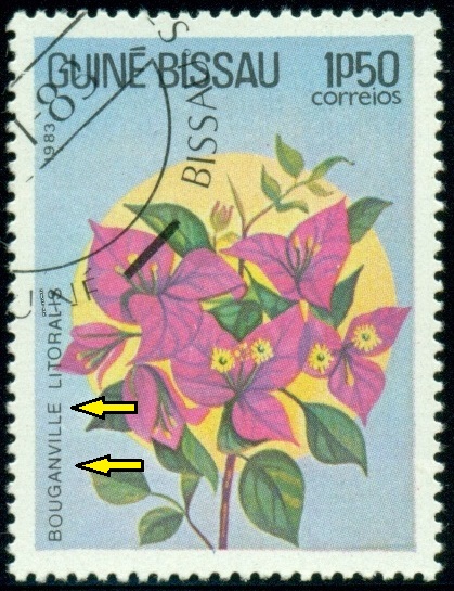 GUINEA BISSAU. chybný název. správně má být 'Bougainvillea'