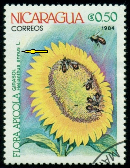 NIKARAGUA. chybný název. má být 'Helianthus annuus'