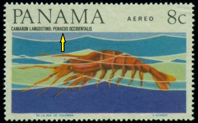 PANAMA.  správně má být Penaeus occidentalis