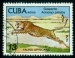 KUBA. pravopisná chyba. Gepard je Acinonyx jubatus