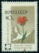 SSSR. správný název má být 'Tulipa greigii Rgl'