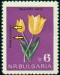 BULHARSKO. chybný název. správně má být Tulipa urumofii