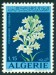 ALŽÍRSKO. správný název je Polianthes tuberosa