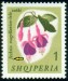 ALBÁNIE (1). správně má být Fuchsia magellanica